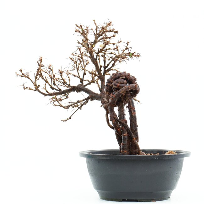 Caragana Chamagu Lam (Kinjakuka), 25 cm, ± 12 Jahre alt, mit schönen gelben Blüten