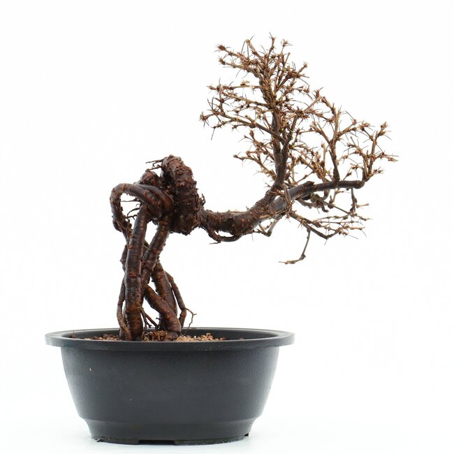 Caragana chamagu lam (kinjakuka), 25 cm, ± 12 años, con hermosas flores amarillas