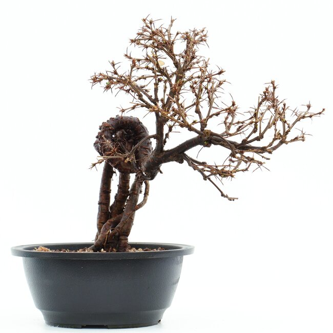 Caragana chamagu lam (kinjakuka), 25 cm, ± 12 años, con hermosas flores amarillas