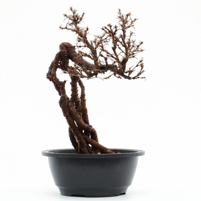 Caragana chamagu lam (kinjakuka), 28 cm, ± 12 jaar oud, met mooie gele bloemen