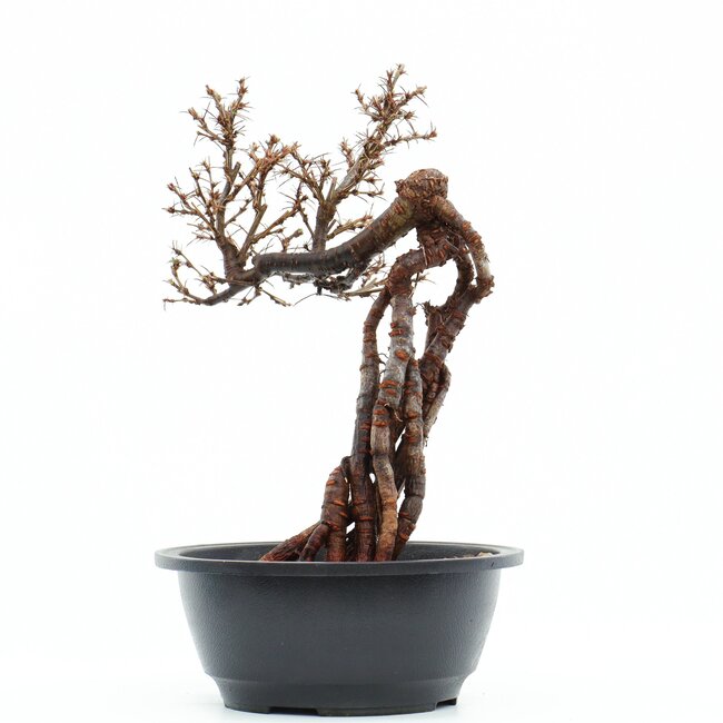 Caragana chamagu lam (kinjakuka), 28 cm, ± 12 años, con hermosas flores amarillas