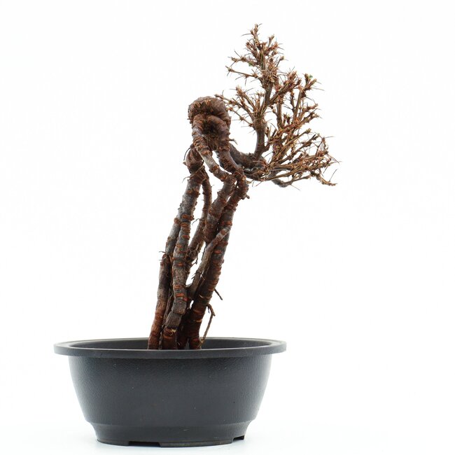 Caragana chamagu lam (kinjakuka), 28 cm, ± 12 jaar oud, met mooie gele bloemen