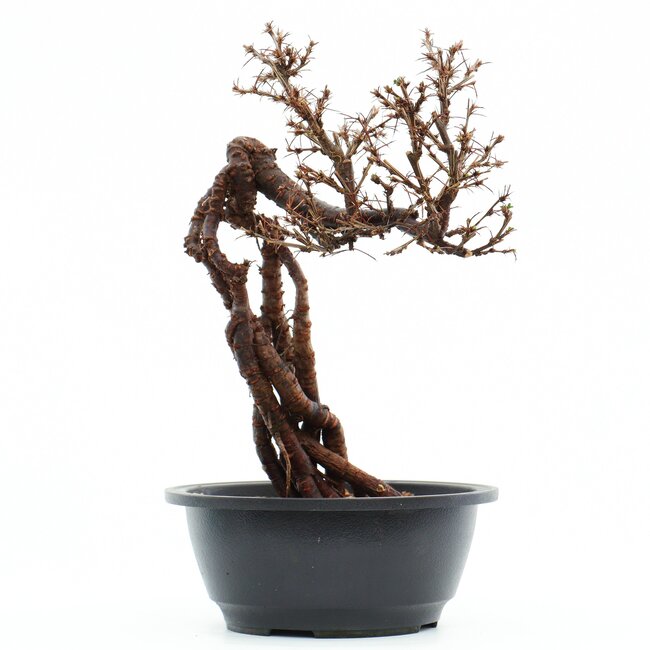 Caragana Chamagu Lam (Kinjakuka), 28 cm, ± 12 Jahre alt, mit schönen gelben Blüten