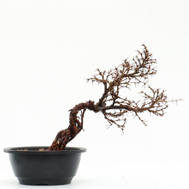 Caragana chamagu lam (kinjakuka), 29 cm, ± 12 jaar oud, met mooie gele bloemen