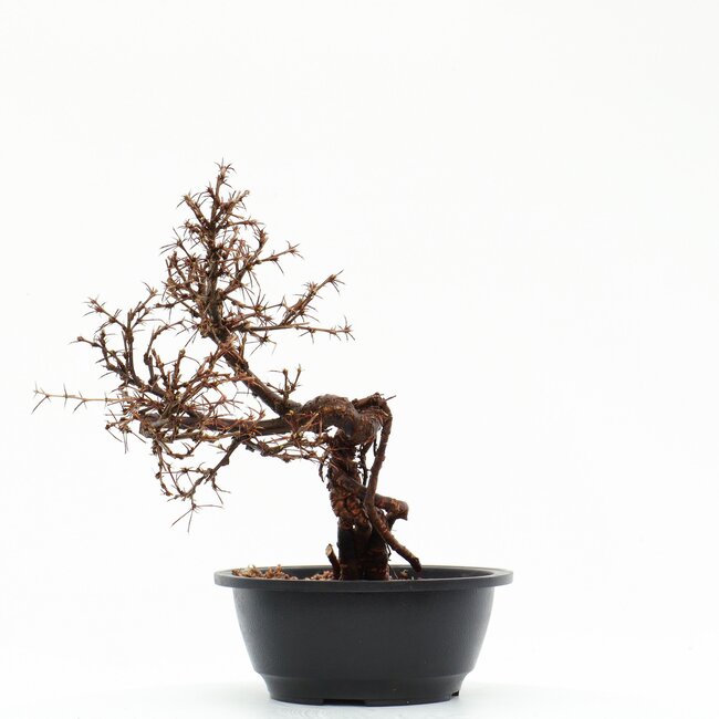 Caragana Chamagu Lam (Kinjakuka), 29 cm, ± 12 Jahre alt, mit schönen gelben Blüten