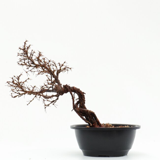 Caragana chamagu lam (kinjakuka), 29 cm, ± 12 jaar oud, met mooie gele bloemen