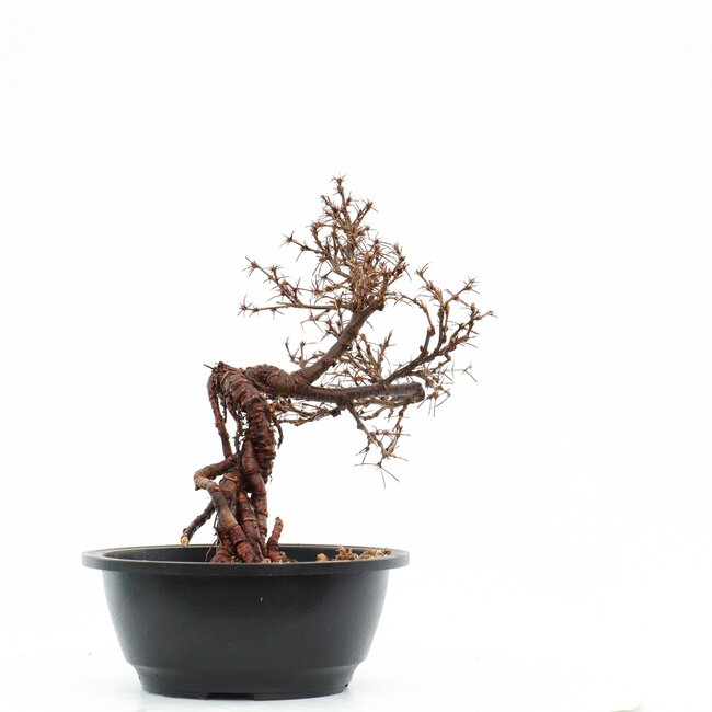 Caragana chamagu lam (kinjakuka), 29 cm, ± 12 jaar oud, met mooie gele bloemen