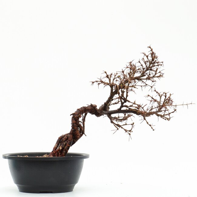 Caragana chamagu lam (kinjakuka), 29 cm, ± 12 jaar oud, met mooie gele bloemen