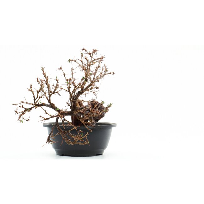 Caragana chamagu lam (kinjakuka), 19 cm, ± 12 jaar oud, met mooie gele bloemen