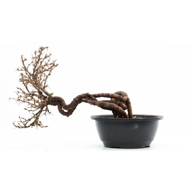 Caragana Chamagu Lam (Kinjakuka), 19 cm, ± 12 Jahre alt, mit schönen gelben Blüten