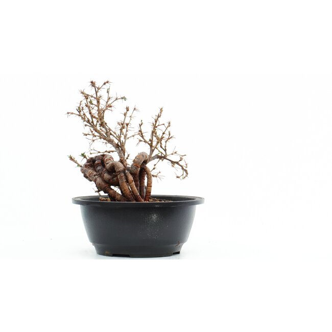 Caragana chamagu lam (kinjakuka), 19 cm, ± 12 jaar oud, met mooie gele bloemen