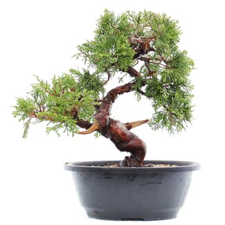 Juniperus chinensis Itoigawa, 25,5 cm, ± 15 jaar oud