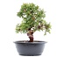 Juniperus chinensis Itoigawa, 25,5 cm, ± 15 jaar oud