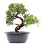 Juniperus chinensis Itoigawa, 25,5 cm, ± 15 años