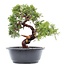 Juniperus chinensis Itoigawa, 25,5 cm, ± 15 jaar oud