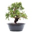 Juniperus chinensis Itoigawa, 25,5 cm, ± 15 años