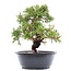 Juniperus chinensis Itoigawa, 25,5 cm, ± 15 jaar oud