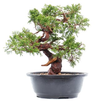 Juniperus chinensis Itoigawa, 26 cm, ± 15 años