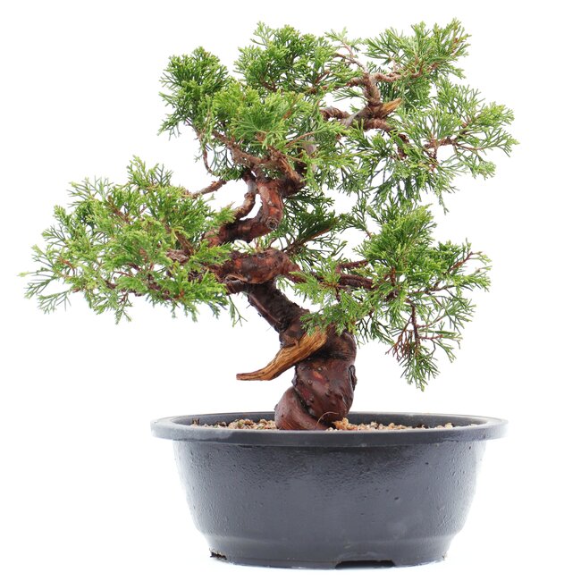 Juniperus chinensis Itoigawa, 26 cm, ± 15 jaar oud