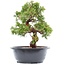 Juniperus chinensis Itoigawa, 26 cm, ± 15 jaar oud