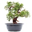 Juniperus chinensis Itoigawa, 26 cm, ± 15 years old