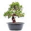 Juniperus chinensis Itoigawa, 26 cm, ± 15 anni