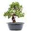 Juniperus chinensis Itoigawa, 26 cm, ± 15 años