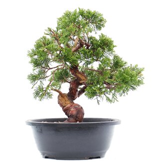 Juniperus chinensis Itoigawa, 27 cm, ± 15 jaar oud