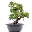 Juniperus chinensis Itoigawa, 27 cm, ± 15 jaar oud