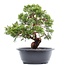 Juniperus chinensis Itoigawa, 27 cm, ± 15 jaar oud