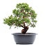 Juniperus chinensis Itoigawa, 27 cm, ± 15 Jahre alt