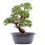 Juniperus chinensis Itoigawa, 27 cm, ± 15 jaar oud