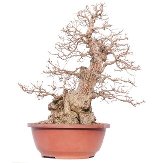 Carpinus coreana Yamadori, 49 cm, ± 50 jaar oud