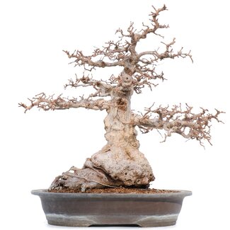 Carpinus coreana Yamadori, 52 cm, ± 55 anni