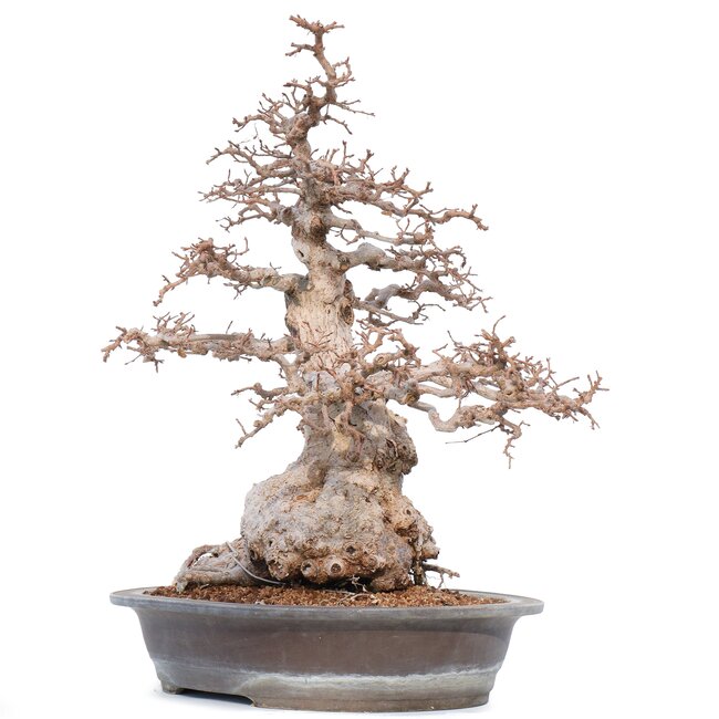 Carpinus coreana Yamadori, 52 cm, ± 55 anni