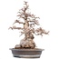 Carpinus coreana Yamadori, 52 cm, ± 55 Jahre alt