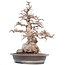 Carpinus coreana Yamadori, 52 cm, ± 55 Jahre alt