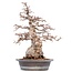 Carpinus coreana Yamadori, 52 cm, ± 55 jaar oud