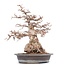 Carpinus coreana Yamadori, 52 cm, ± 55 jaar oud