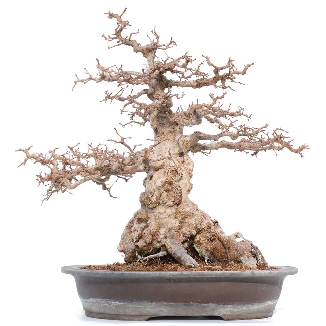 Carpinus coreana Yamadori, 52 cm, ± 55 años