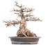 Carpinus coreana Yamadori, 52 cm, ± 55 jaar oud