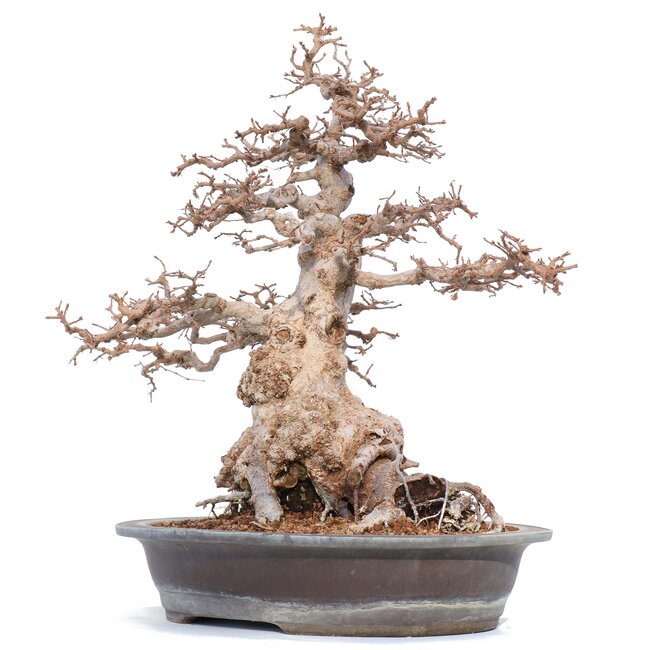 Carpinus coreana Yamadori, 52 cm, ± 55 years old