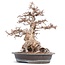 Carpinus coreana Yamadori, 52 cm, ± 55 anni