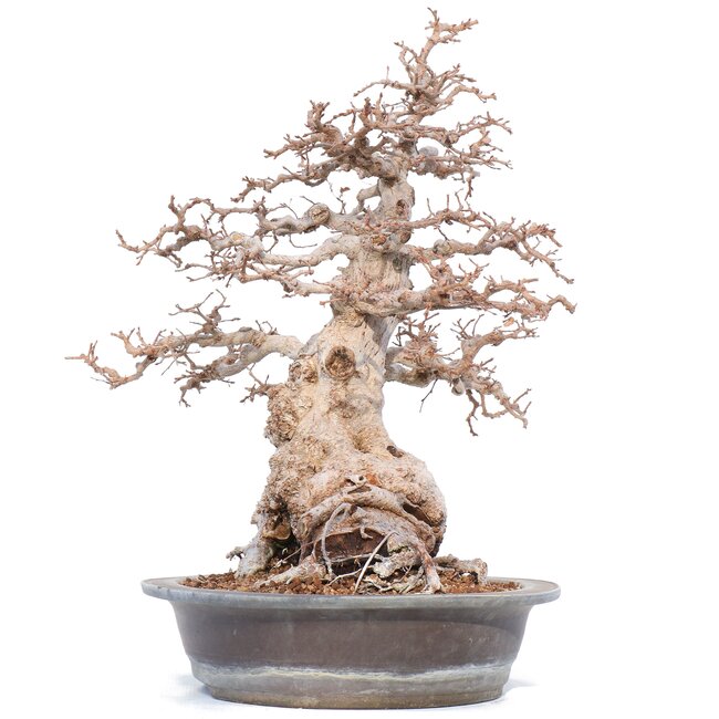 Carpinus coreana Yamadori, 52 cm, ± 55 Jahre alt