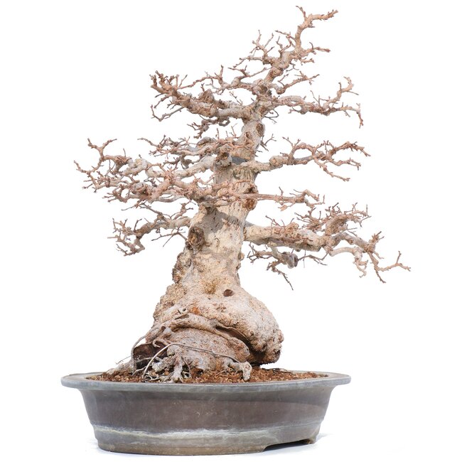Carpinus coreana Yamadori, 52 cm, ± 55 years old