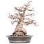 Carpinus coreana Yamadori, 52 cm, ± 55 jaar oud