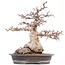 Carpinus coreana Yamadori, 52 cm, ± 55 Jahre alt