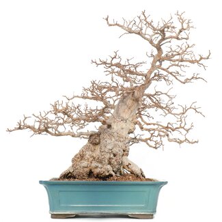 Carpinus coreana Yamadori, 53 cm, ± 65 jaar oud