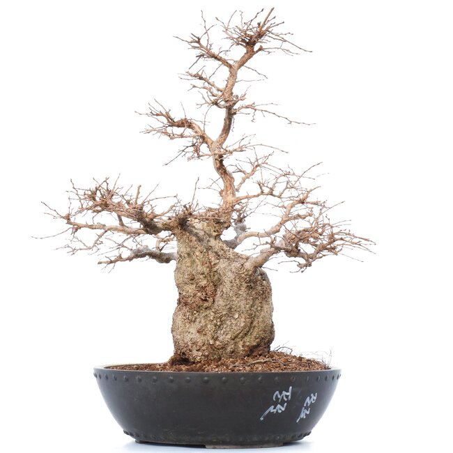 Carpinus coreana Yamadori, 50 cm, ± 50 ans, dans un pot en plastique