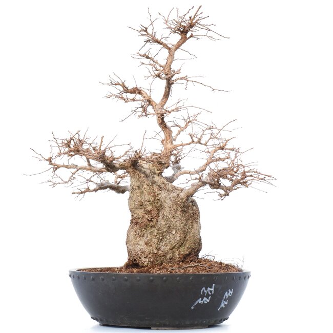 Carpinus coreana Yamadori, 50 cm, ± 50 jaar oud, in een plastic pot